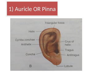 external ear anatomy with diagrams .pptx
