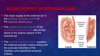 External ear -Jeffin.pptx