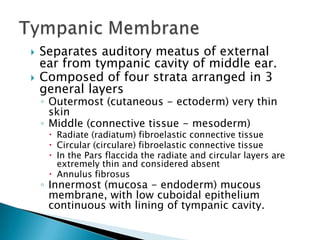 External ear anatomy | PPTX