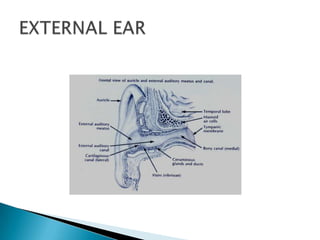 External ear anatomy | PPTX