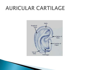 External ear anatomy | PPTX