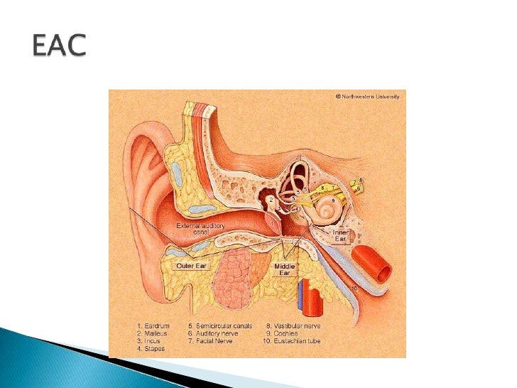 external ear anatomy