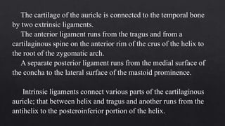The cartilage of the auricle is connected to the temporal bone
by two extrinsic ligaments.
The anterior ligament runs from the tragus and from a
cartilaginous spine on the anterior rim of the crus of the helix to
the root of the zygomatic arch.
A separate posterior ligament runs from the medial surface of
the concha to the lateral surface of the mastoid prominence.
Intrinsic ligaments connect various parts of the cartilaginous
auricle; that between helix and tragus and another runs from the
antihelix to the posteroinferior portion of the helix.
 
