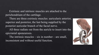 Extrinsic and intrinsic muscles are attached to the
perichondrium of the cartilage.
There are three extrinsic muscles: auricularis anterior,
superior and posterior, the last being supplied by the
posterior auricular branch of the facial nerve.
All three radiate out from the auricle to insert into the
epicranial aponeurosis.
The intrinsic muscles – six in number – are small,
inconsistent and without useful function.
 