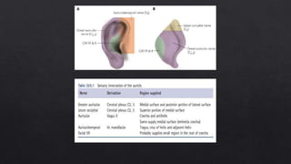 External Ear Rotation External ear anatomy | PPTX