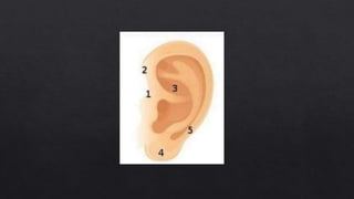 External ear anatomy