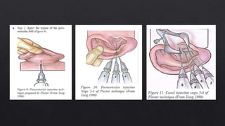 External ear anatomy