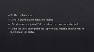 External ear anatomy