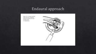 External ear anatomy