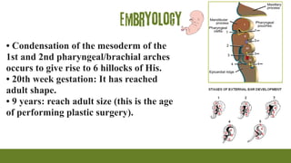 Embryology
• Condensation of the mesoderm of the
1st and 2nd pharyngeal/brachial arches
occurs to give rise to 6 hillocks of His.
• 20th week gestation: It has reached
adult shape.
• 9 years: reach adult size (this is the age
of performing plastic surgery).
 