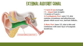 External auditory canal
External Auditory Canal “EAC”
• 1 inch-24 mm in length
• S – shaped (not straight)
• Consists of 2 parts :
1) Cartilaginous Part: outer 1/3, skin
contains ceruminous and pilosebaceous
glands which secret wax, and hair follicles.
2) Bony Part: inner 2/3, skin is thin and
continuous with outer layer of tympanic
membrane.
 