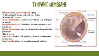 Tympanic membrane
• Oblique, oval, semi-transparent, gray.
• 9-10 mm tall, 8-9 mm wide, 0.1 mm thick.
• Consists of 3 layers:
Outer epithelial layer: continuous with the skin lining the
ear canal.
Inner mucosal layer: continuous with the mucosa of the
middle ear.
Middle fibrous layer: more well-formed and organized in
pars tensa.
• Has 2 parts:
Pars Tensa: most of TM, periphery is thickened to form
the annulus.
Pars Flaccida: above the lateral process of malleus.
 