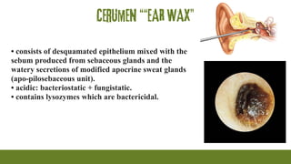 Cerumen ““EAR WAX”
• consists of desquamated epithelium mixed with the
sebum produced from sebaceous glands and the
watery secretions of modified apocrine sweat glands
(apo-pilosebaceous unit).
• acidic: bacteriostatic + fungistatic.
• contains lysozymes which are bactericidal.
 