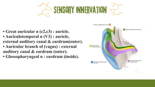 Sensory innervation
• Great auricular n (c2,c3) : auricle.
• Auriculotemporal n (V3) : auricle,
external auditory canal & eardrum(outer).
• Auricular branch of (vagus) : external
auditory canal & eardrum (outer).
• Glossopharyngeal n : eardrum (inside).
 