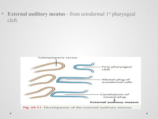 • External auditory meatus - from ectodermal 1st
pharyngeal
cleft.
 