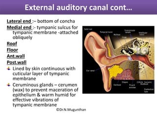 Lateral end :– bottom of concha
Medial end :- tympanic sulcus for
tympanic membrane -attached
obliquely
Roof
Floor
Ant.wall
Post.wall
Lined by skin continuous with
cuticular layer of tympanic
membrane
Ceruminous glands – cerumen
(wax) to prevent maceration of
epithelium & warm humid for
effective vibrations of
tympanic membrane
External auditory canal cont…
©Dr.N.Mugunthan
 