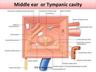 Middle ear or Tympanic cavity
©Dr.N.Mugunthan
 