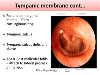 Tympanic membrane cont…
Peripheral margin of
memb. – fibro
cartilaginous ring
Tympanic sulcus
Tympanic sulcus deficient
above
Ant.& Post.malleolar folds
– attach to lateral process
of malleus
©Dr.N.Mugunthan
 