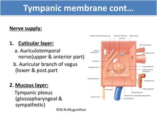 Tympanic membrane cont…
Nerve supply:
1. Cuticular layer:
a. Auriculotemporal
nerve(upper & anterior part)
b. Auricular branch of vagus
(lower & post.part
2. Mucous layer:
Tympanic plexus
(glossopharyngeal &
sympathetic)
©Dr.N.Mugunthan
 