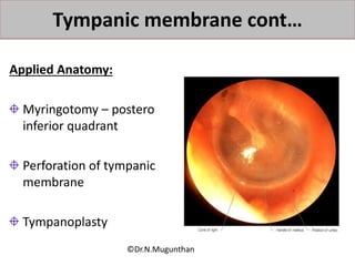 Applied Anatomy:
Myringotomy – postero
inferior quadrant
Perforation of tympanic
membrane
Tympanoplasty
Tympanic membrane cont…
©Dr.N.Mugunthan
 