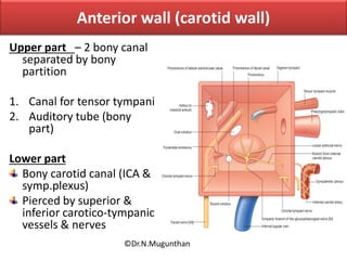 Anterior wall (carotid wall)
Upper part – 2 bony canal
separated by bony
partition
1. Canal for tensor tympani
2. Auditory tube (bony
part)
Lower part
Bony carotid canal (ICA &
symp.plexus)
Pierced by superior &
inferior carotico-tympanic
vessels & nerves
©Dr.N.Mugunthan
 