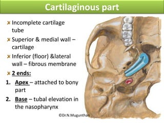 Incomplete cartilage
tube
Superior & medial wall –
cartilage
Inferior (floor) &lateral
wall – fibrous membrane
2 ends:
1. Apex – attached to bony
part
2. Base – tubal elevation in
the nasopharynx
Cartilaginous part
©Dr.N.Mugunthan
 