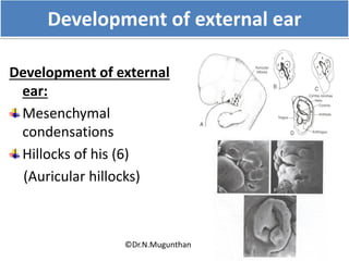 Development of external ear
Development of external
ear:
Mesenchymal
condensations
Hillocks of his (6)
(Auricular hillocks)
©Dr.N.Mugunthan
 