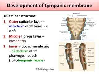 Development of tympanic membrane
Trilaminar structure:
1. Outer cuticular layer –
ectoderm of 1st branchial
cleft
2. Middle fibrous layer –
mesoderm
3. Inner mucous membrane
– endoderm of 1st
pharyngeal pouch
(tubotympanic recess)
©Dr.N.Mugunthan
 