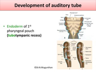 Development of auditory tube
• Endoderm of 1st
pharyngeal pouch
(tubotympanic recess)
©Dr.N.Mugunthan
 