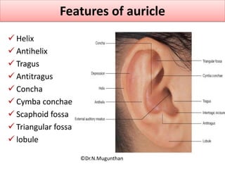 Features of auricle
 Helix
 Antihelix
 Tragus
 Antitragus
 Concha
 Cymba conchae
 Scaphoid fossa
 Triangular fossa
 lobule
©Dr.N.Mugunthan
 