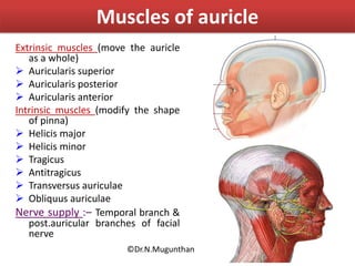 Muscles of auricle
Extrinsic muscles (move the auricle
as a whole)
 Auricularis superior
 Auricularis posterior
 Auricularis anterior
Intrinsic muscles (modify the shape
of pinna)
 Helicis major
 Helicis minor
 Tragicus
 Antitragicus
 Transversus auriculae
 Obliquus auriculae
Nerve supply :– Temporal branch &
post.auricular branches of facial
nerve
©Dr.N.Mugunthan
 