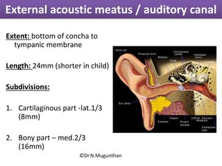 External acoustic meatus / auditory canal
Extent: bottom of concha to
tympanic membrane
Length: 24mm (shorter in child)
Subdivisions:
1. Cartilaginous part -lat.1/3
(8mm)
2. Bony part – med.2/3
(16mm)
©Dr.N.Mugunthan
 