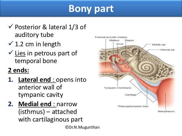 define auditory define auditory