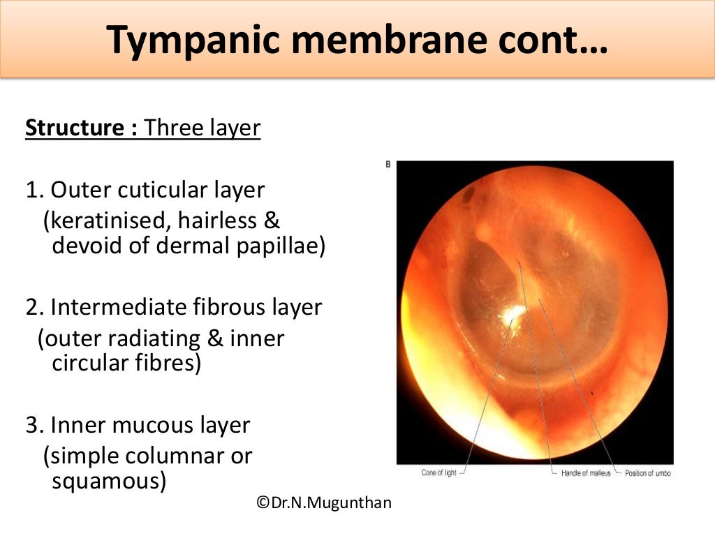 Anatomy Of The Human Ear With The Tympanic Membrane T vrogue.co