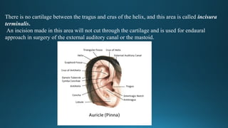 PPT ON THE ANATOMY OF External Ear ENT.pptx
