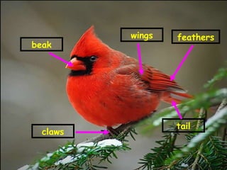 beak feathers tail claws wings 