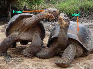 head shell 