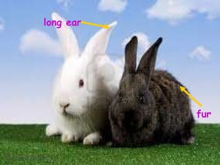 long ear fur 