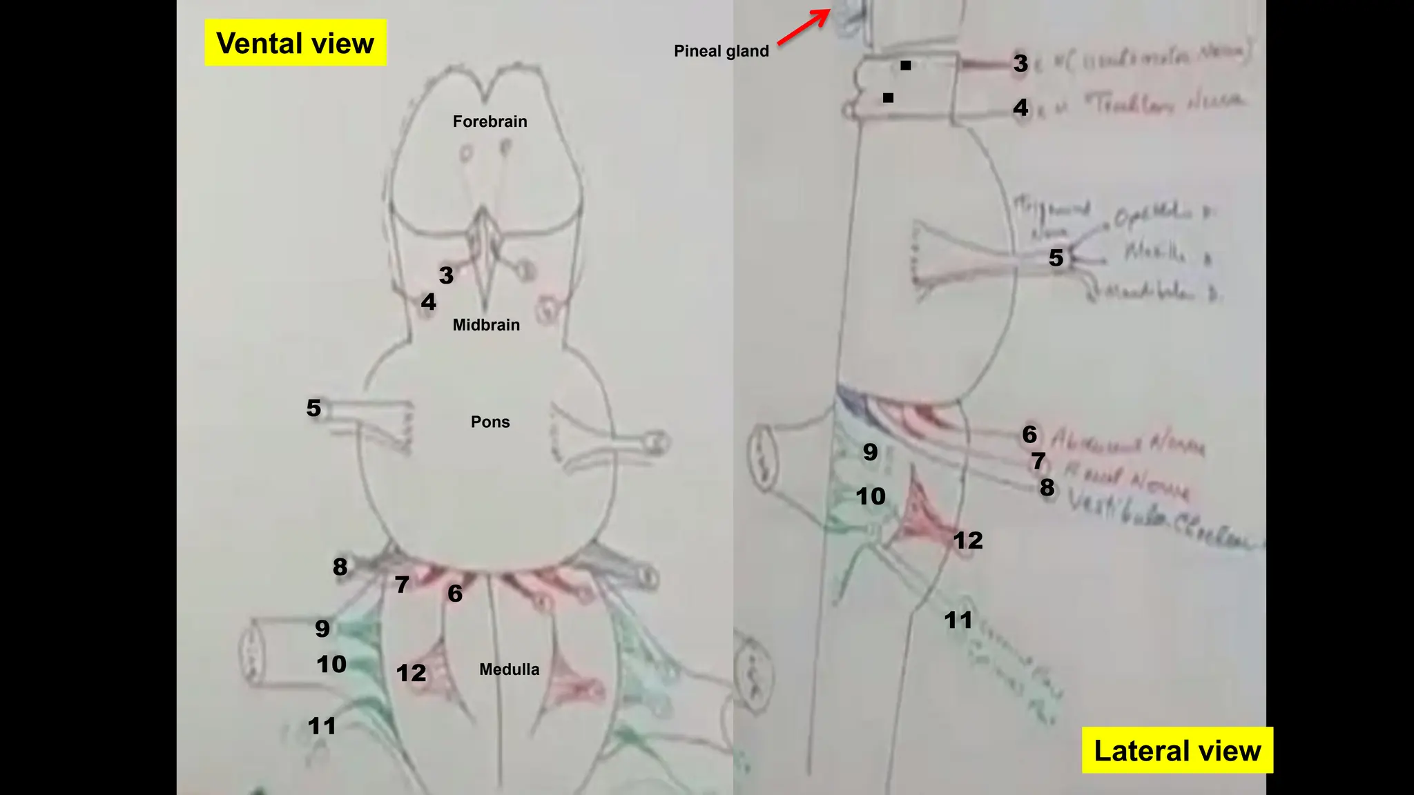 External features of brain stem (Anatomy).pdf