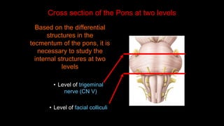 Define Pons External features of brain stem (Anatomy).pdf