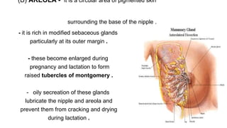 (B) AREOLA - it is a circular area of pigmented skin
surrounding the base of the nipple .
- it is rich in modified sebaceous glands
particularly at its outer margin .
- these become enlarged during
pregnancy and lactation to form
raised tubercles of montgomery .
- oily secreation of these glands
lubricate the nipple and areola and
prevent them from cracking and drying
during lactation .
 