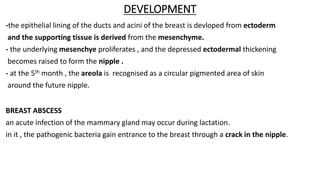 DEVELOPMENT
-the epithelial lining of the ducts and acini of the breast is devloped from ectoderm
and the supporting tissue is derived from the mesenchyme.
- the underlying mesenchye proliferates , and the depressed ectodermal thickening
becomes raised to form the nipple .
- at the 5th month , the areola is recognised as a circular pigmented area of skin
around the future nipple.
BREAST ABSCESS
an acute infection of the mammary gland may occur during lactation.
in it , the pathogenic bacteria gain entrance to the breast through a crack in the nipple.
 