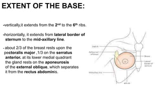 EXTENT OF THE BASE:
-vertically,it extends from the 2nd to the 6th ribs.
-horizontally, it extends from lateral border of
sternum to the mid-axillary line.
- about 2/3 of the breast rests upon the
pectoralis major ,1/3 on the serratus
anterior. at its lower medial quadrant
the gland rests on the aponeurosis
of the external oblique, which separates
it from the rectus abdominis.
 