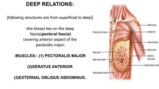 DEEP RELATIONS:
{following structures are from superficial to deep}
-the breast lies on the deep
fascia(pectoral fascia)
covering anterior aspect of the
pectoralis major.
-MUSCLES:- (1) PECTORALIS MAJOR
(2)SERATUS ANTERIOR
(3)EXTERNAL OBLIQUE ABDOMINUS.
 