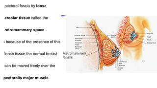 pectoral fascia by loose
areolar tissue called the
retromammary space .
- because of the presence of this
loose tissue,the normal breast
can be moved freely over the
pectoralis major muscle.
 
