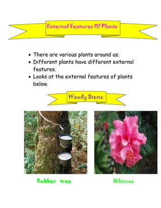 External Features Of Plants




 There are various plants around us.
 Different plants have different external
  features.
 Looks at the external features of plants
  below.

               Woody Stems




   Rubber tree                   Hibiscus
 