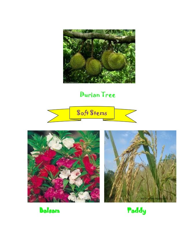  External features of plants 