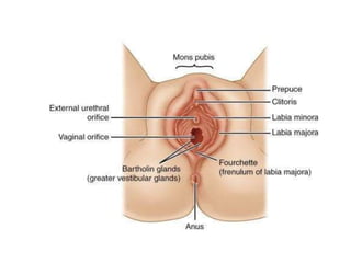 Femel Female external genitalia and their functions Get information about ...