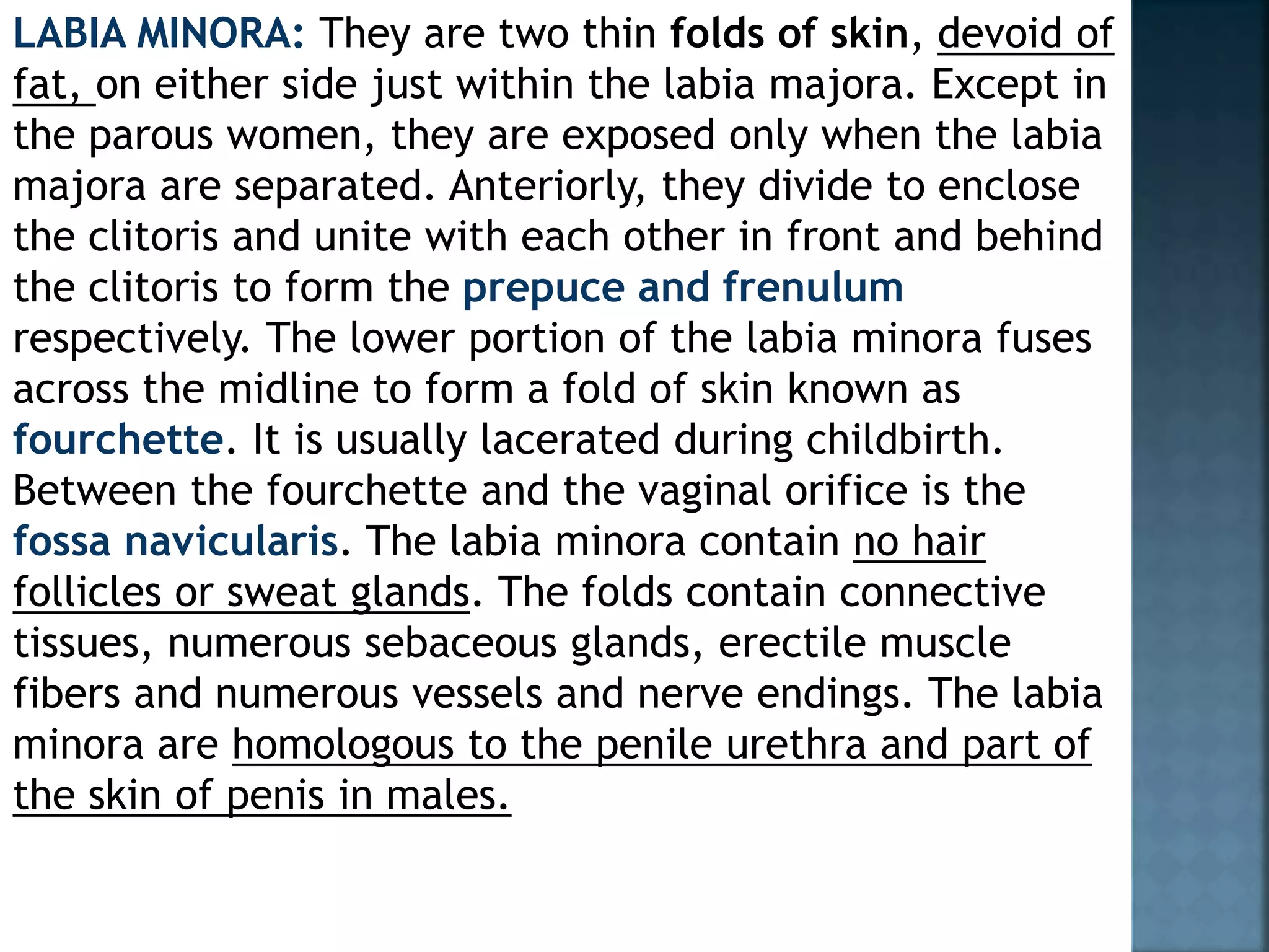 EXTERNAL GENITALIA 1 pptx external-genitalia-1-pptx