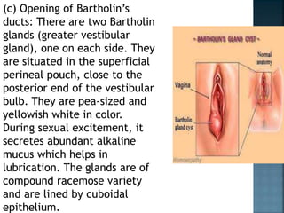 (c) Opening of Bartholin’s
ducts: There are two Bartholin
glands (greater vestibular
gland), one on each side. They
are situated in the superficial
perineal pouch, close to the
posterior end of the vestibular
bulb. They are pea-sized and
yellowish white in color.
During sexual excitement, it
secretes abundant alkaline
mucus which helps in
lubrication. The glands are of
compound racemose variety
and are lined by cuboidal
epithelium.
 